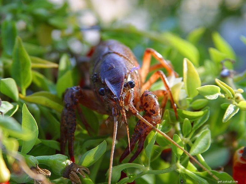 Live Food Care – Reptil-, Amfibie-, Tarantula- och Skorpiondieter
