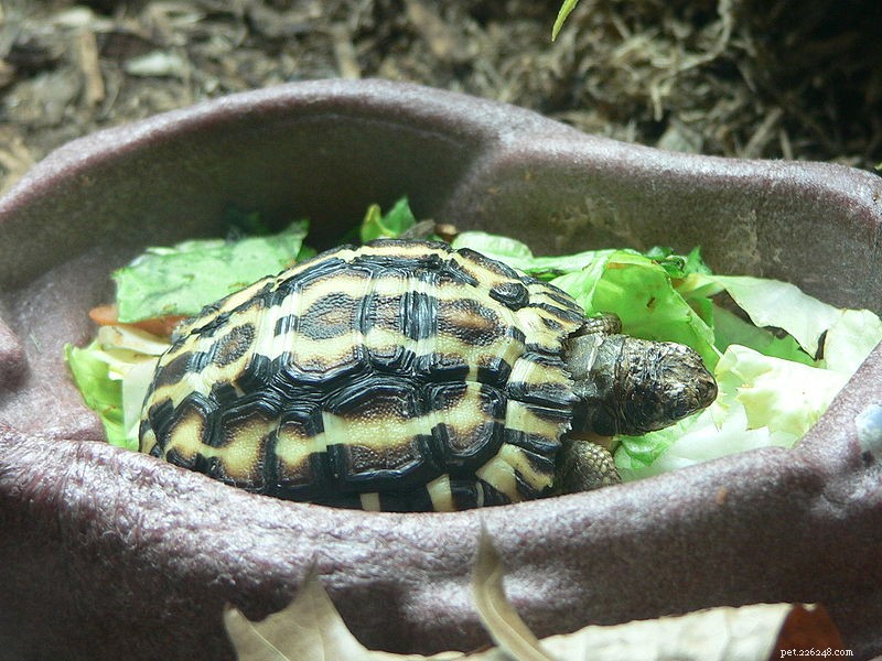 Cuidados com tartarugas – Mantendo tartarugas de deserto, floresta e pastagem