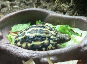 Péče o želvy – chov pouštních, lesních a travních želv