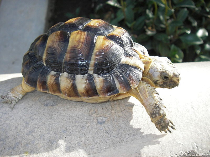 Tortoise Care – Het houden van woestijn-, bos- en graslandschildpadden