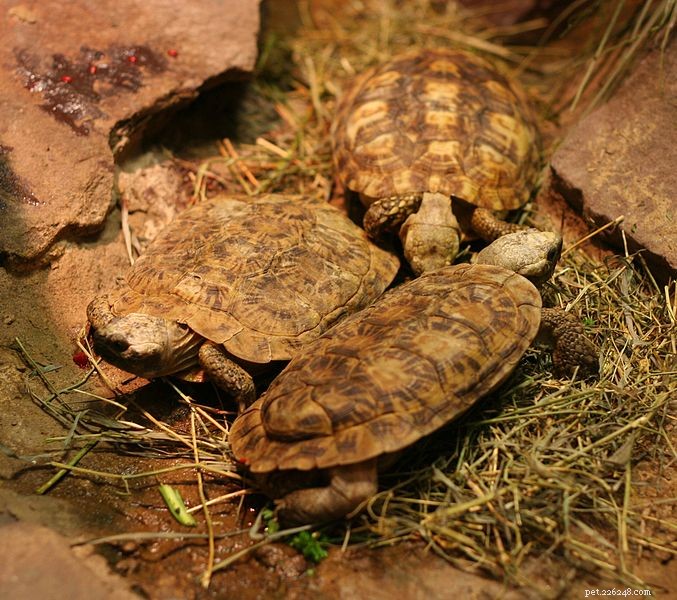 Soin des tortues – Élevage des tortues du désert, des forêts et des prairies