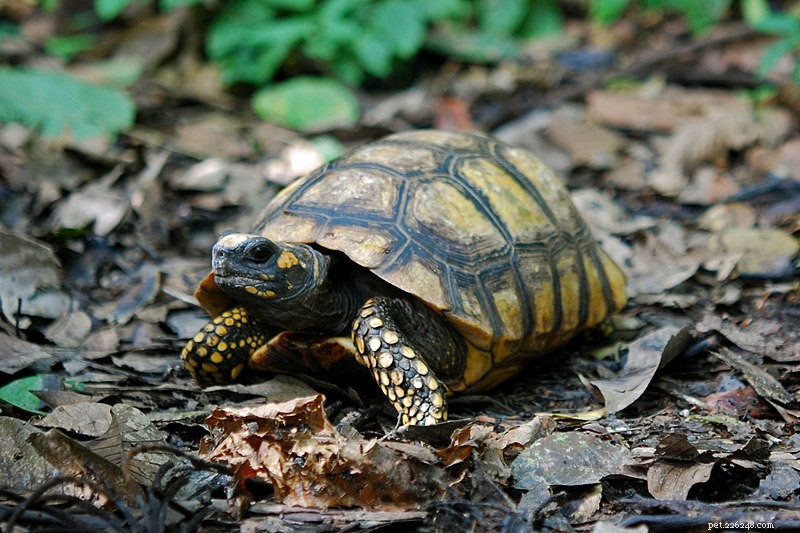 Péče o želvy – chov pouštních, lesních a travních želv