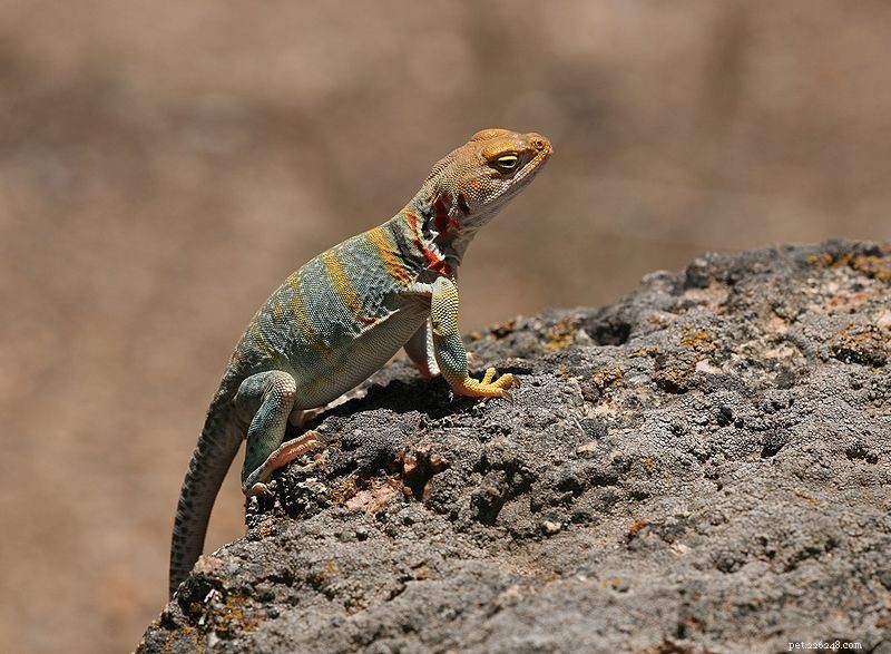 Lizard Conservation i USA – 2012 förklarat som  Year of the Lizard 