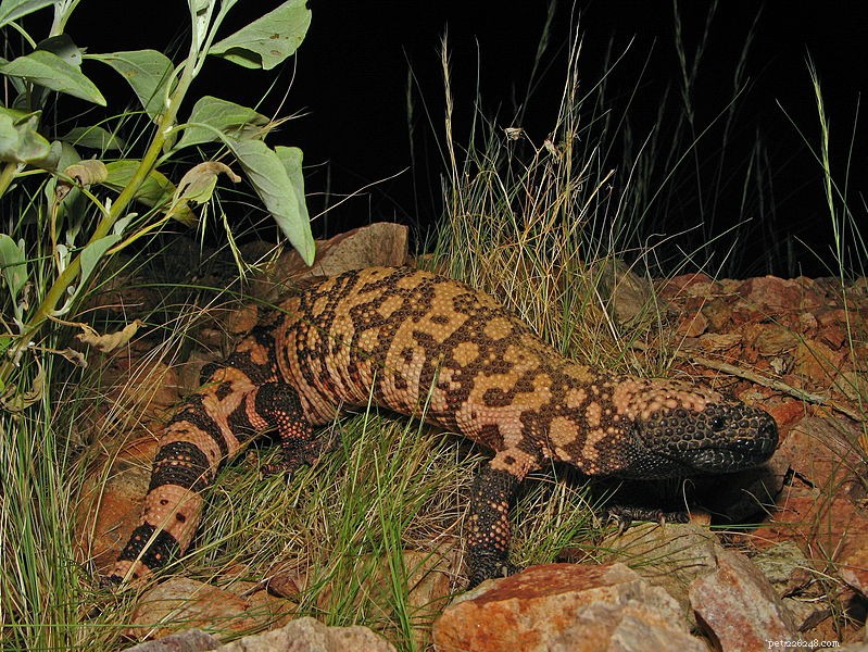 Lizard Conservation i USA – 2012 förklarat som  Year of the Lizard 