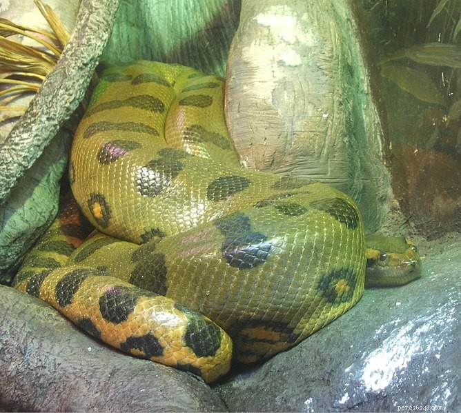 Attaques d Anaconda – Notes d une étude sur les serpents sauvages au Venezuela