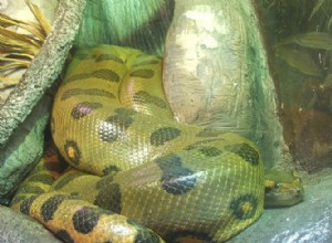 Anaconda-attacker – Anteckningar från en studie av vilda ormar i Venezuela