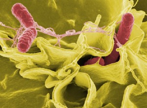 Prevenção de Salmonella – Diretrizes para proprietários de répteis e anfíbios