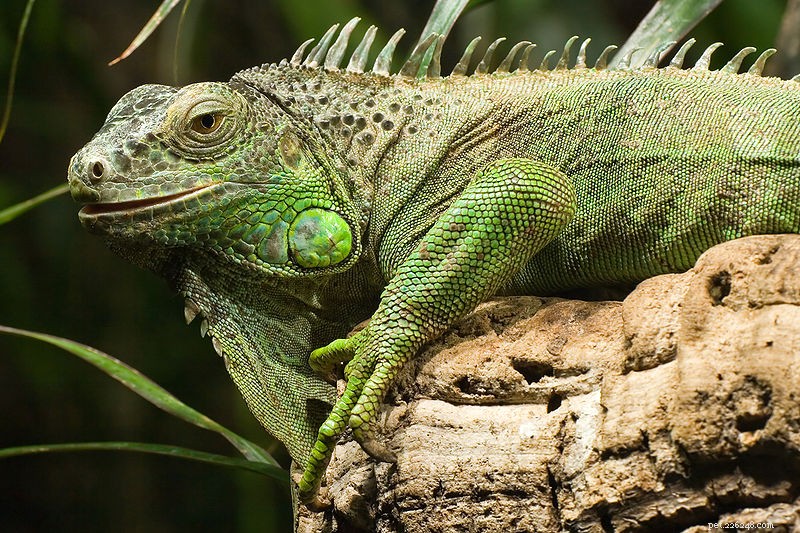 Cura dell iguana verde:alloggio, dieta e trattamento 