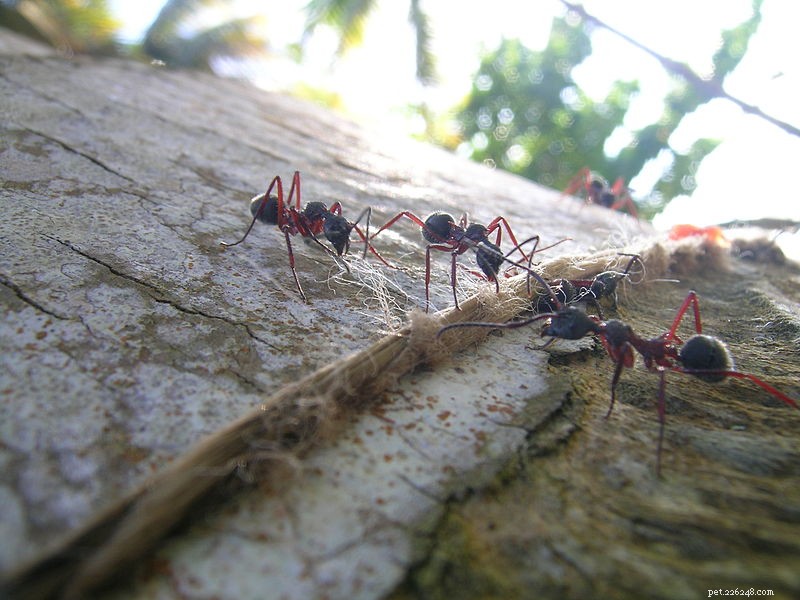 爬虫類と両生類の飼い主のためのアリの防除–珪藻土 