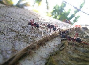 Kontrola mravenců pro vlastníky plazů a obojživelníků – křemelina