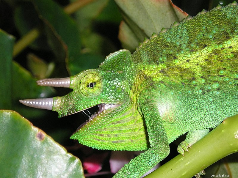 Studie senegalské chameleonské diety – výživa ovlivňuje výběr kořisti
