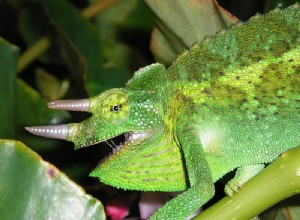Senegal Chameleon Diet Studie – Nutrition Influens Prey Choice