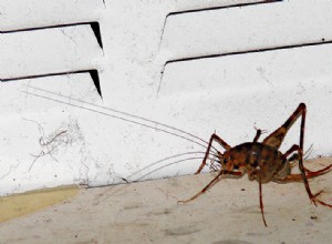 Djursäker cricket- och mörtkontroll för reptil- och amfibieägare