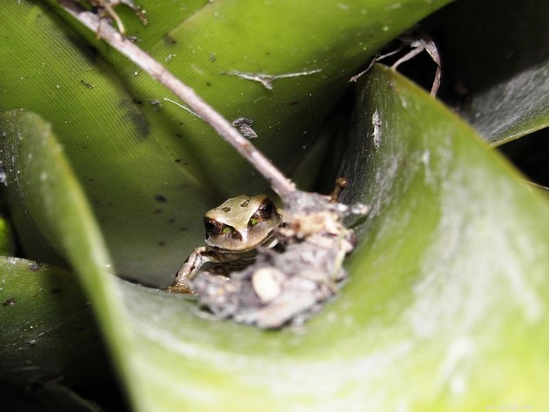 애완 개구리 기금 보존 – Wikiri의 독특한 전략