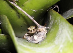 Pet Trade Frogs Fund Conservation – Estratégia única da Wikiri