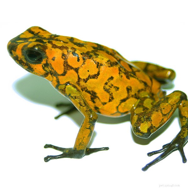 Pet Trade Frogs Fund Conservation – Estratégia única da Wikiri