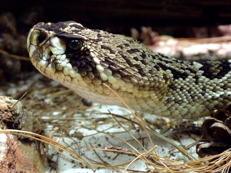 동부 다이아몬드등 방울뱀 사실 – 세계에서 가장 큰 방울뱀