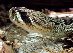 Факты о восточной гремучей змее Diamondback – самой большой в мире гремучей змее