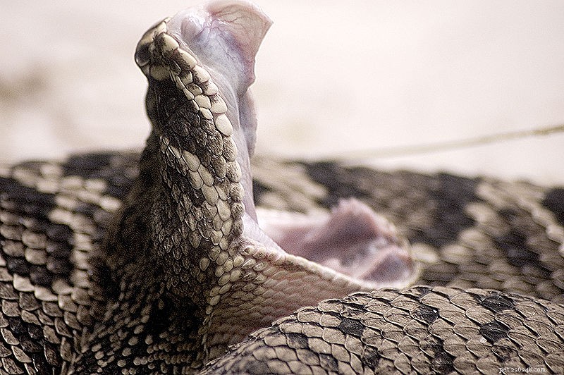 Fatti del serpente a sonagli Diamondback orientale:il serpente a sonagli più grande del mondo