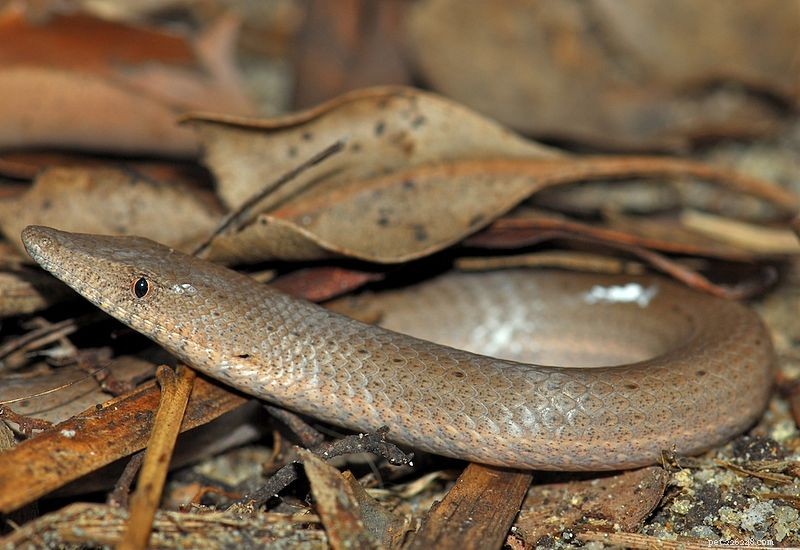 Lézards serpents – mangeurs de lézards sans pattes dans la nature et en captivité