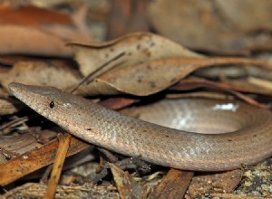 Hadí ještěři – beznohí požírači ještěrek v přírodě a zajetí