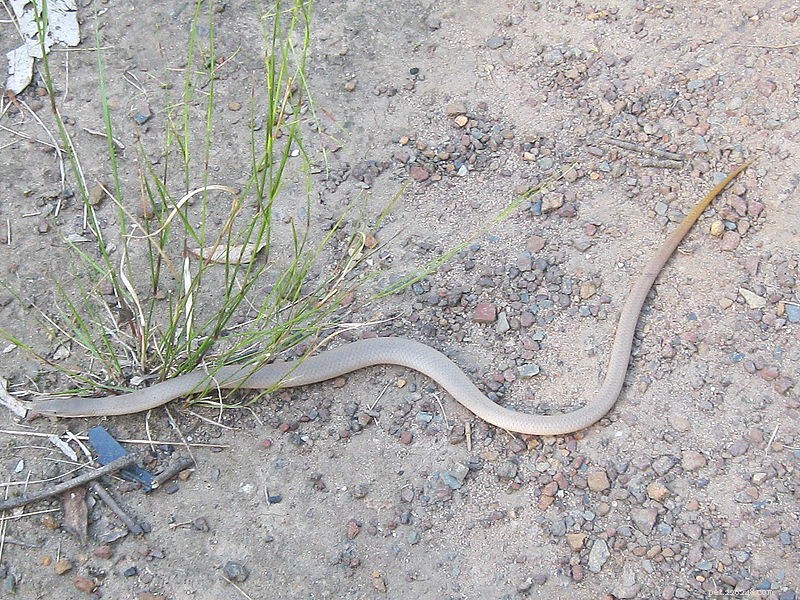 ヘビのトカゲ–野生と飼育下の足のないトカゲを食べる人 