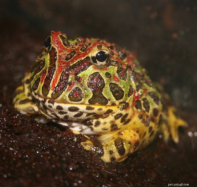 Cuidados com sapos com chifres argentinos/ornados:o “Pac Man Frog” e seus parentes