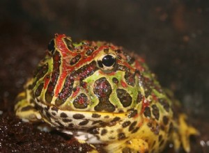 아르헨티나/화려한 뿔 개구리 관리: Pac Man Frog 와 그 친척