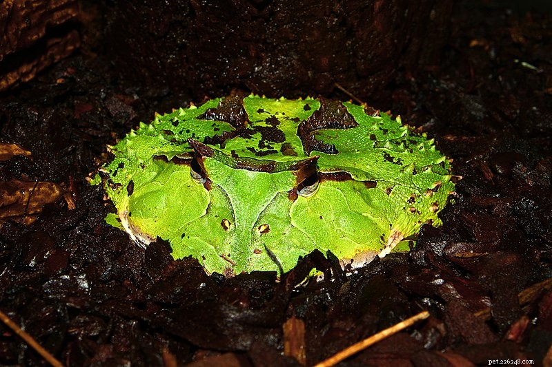 Уход за аргентинской/витиеватой рогатой лягушкой:«лягушка Pac Man» и ее родственники