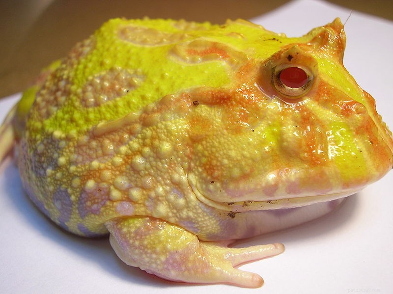 Cura della rana cornuta argentina/decorata:la  rana Pac Man  e i suoi parenti