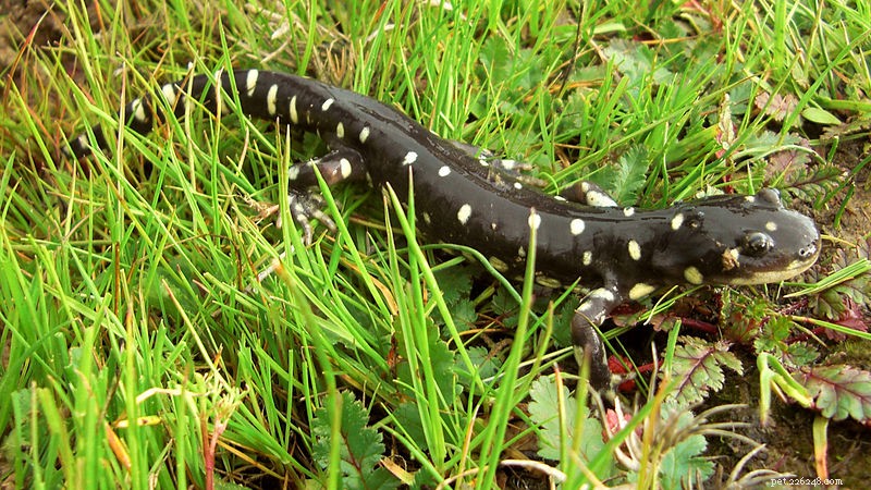 Conservation des reptiles et des amphibiens aux États-Unis – Mise à jour 2012