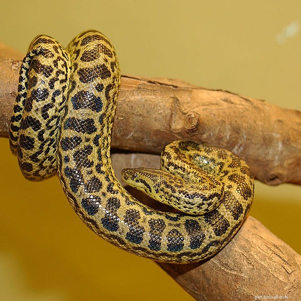 Groene Anaconda-verwanten – Boliviaanse, donkergevlekte en gele anaconda s