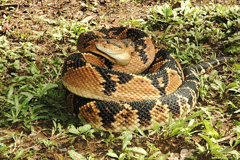 Les morsures de serpent venimeux – Mes expériences et mes notes sur des victimes bien connues