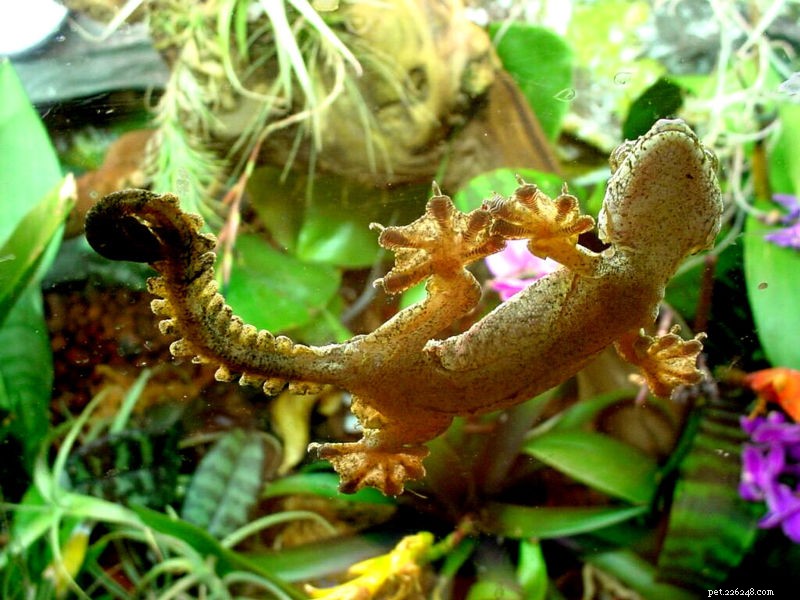 Geckos volants malais et de Kuhl – Élevage et soins