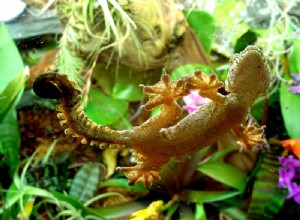 Geckos volants malais et de Kuhl – Élevage et soins