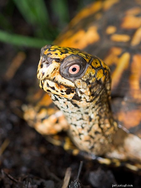 American Box Turtles als huisdier - Verzorging en natuurlijke historie