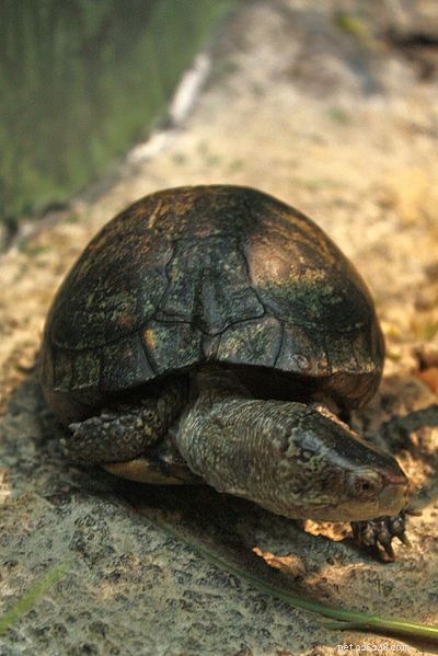 American Box Turtles als huisdier - Verzorging en natuurlijke historie