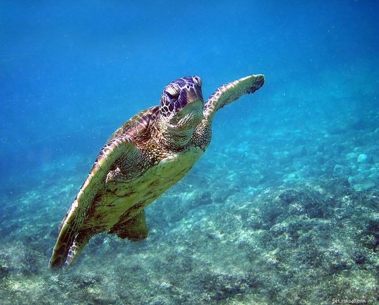Le tartarughe marine muoiono in fattoria:le tartarughe del commercio di carne aiutano la conservazione?