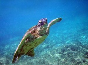Tartarugas marinhas verdes morrem na fazenda – Tartarugas do comércio de carne ajudam na conservação?