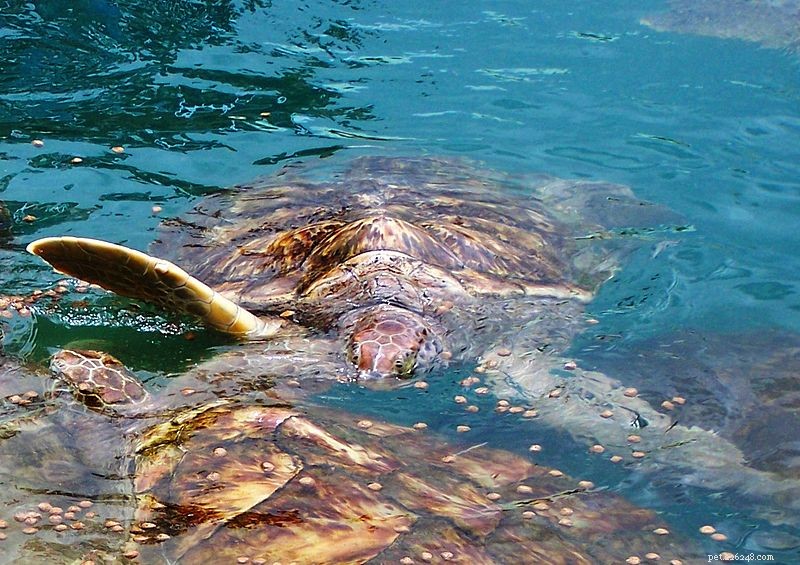 Le tartarughe marine muoiono in fattoria:le tartarughe del commercio di carne aiutano la conservazione?