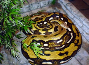 世界最大のヘビ–巨大なアミメニシキヘビを見つけて維持する 