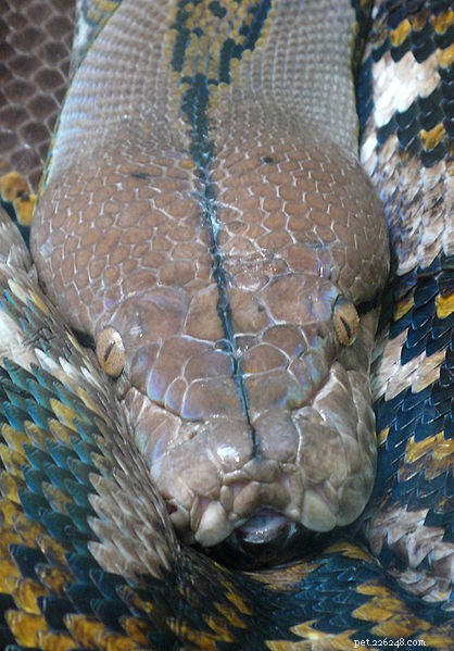  s Werelds grootste slang:een gigantische netpython vinden en houden
