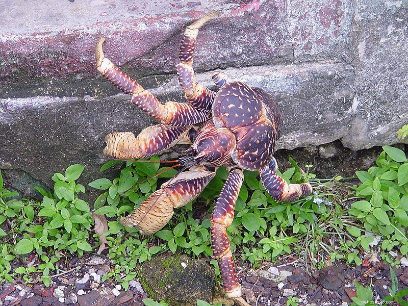 Hermit Crab Pets:The Coconut Crab &Other Species