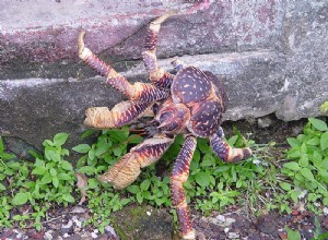 Les animaux de compagnie du crabe ermite :le crabe de noix de coco et d autres espèces