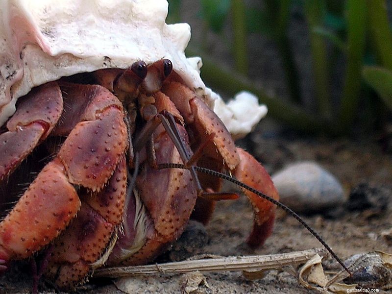 Animais de estimação do caranguejo eremita:o caranguejo do coco e outras espécies