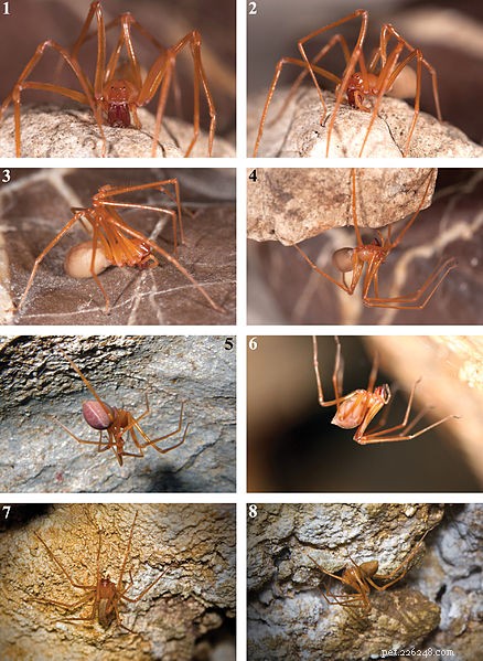 2012年の新種–クモ、ゴキブリ、ヤスデ、ハチ–どれがお気に入りですか？ 
