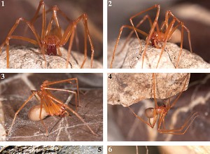 Novas espécies de 2012 – aranhas, baratas, milípedes, vespas – qual é a sua favorita?