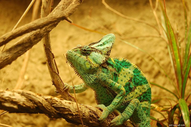 Chameleoni jako mazlíčci – 5 věcí, které byste měli vědět, než si pořídíte chameleona