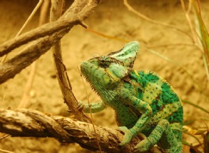 Kameleonter som husdjur – 5 saker du bör veta innan du skaffar en kameleont