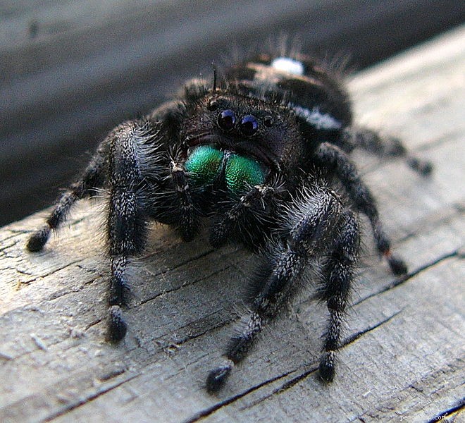 Hoppande spindlar – fångvård, nya arter och en överraskning (de tittar på videor!)